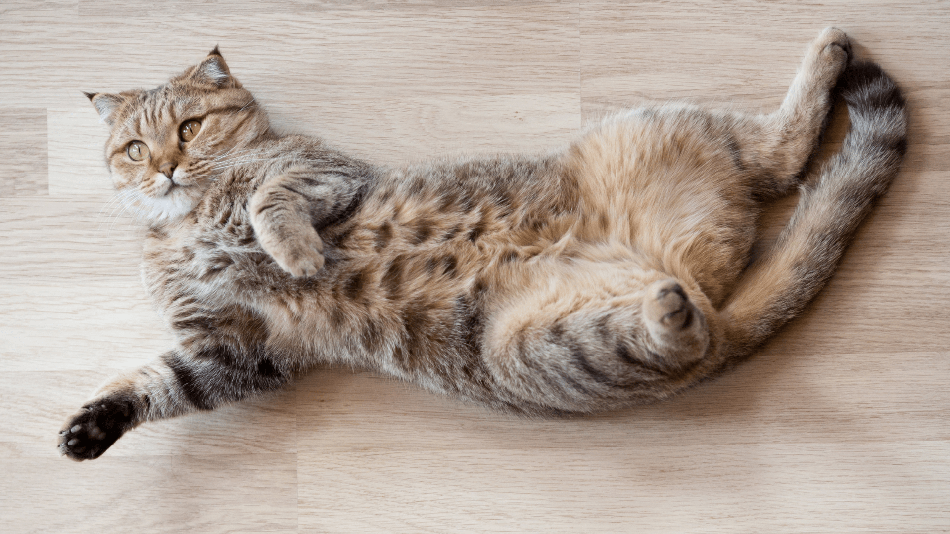 Cani gatti e parquet: una convivenza possibile?