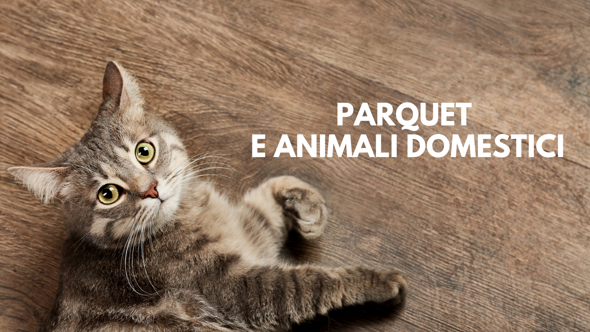 Parquet e animali domestici